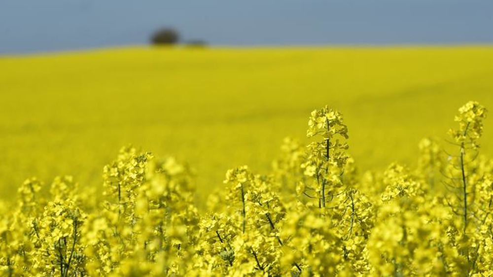 Le colza est valorisé à la fois en en tourteaux (riches en protéines) et en huile, majoritairement destinée à la transformation en biocarburant. © P. Montigny